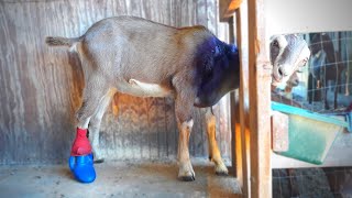 The LaManchas are a HOT MESS  Starting the Breeding Groups for the Nigerian Dwarf Goats [upl. by Tasha583]