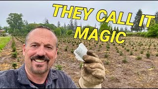 Is this the future of Christmas tree fertilization for seedlings [upl. by Malone68]