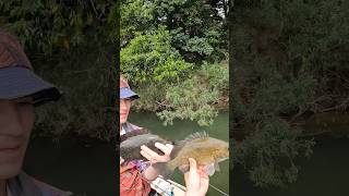 Double Sooty Grunter in the herbert river fishing qld subscribe like [upl. by Akinohs]