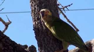 PAPAGAIOGALEGO canto ALIPIOPSITTA XANTHOPS YELLOWFACED PARROT PAPAGAIOCURRALEIRO CURAU [upl. by Nitsrik]