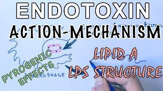 Mechanism of Endotoxins  Pyrogen Activation amp LPS Structure [upl. by Sola]