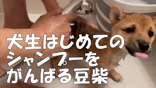 【犬生初】シャンプーをがんばる豆柴子犬 [upl. by Alben]