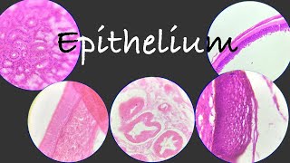 Epithelial tissue explained with histology slides for examination [upl. by Churchill]