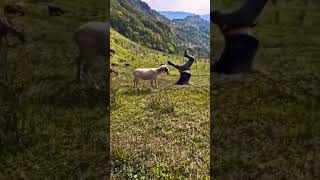 Man vs Goat Sheep fighting trending [upl. by Kcirdled]