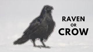 Crow vs raven Jackdaw vs rook Differences between ravens crows rooks and jackdaws [upl. by Ranjiv611]