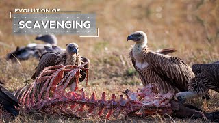 How Vultures Evolved to be Scavengers [upl. by Mairym]