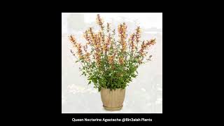 Queen Nectarine Agastache Bin3aiah Plants [upl. by Alenson740]