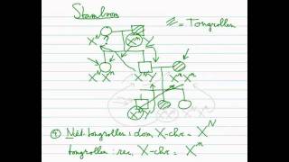 Erfelijkheid  Stamboom 33 Xchromosomaal dominant recessief [upl. by Bleier]