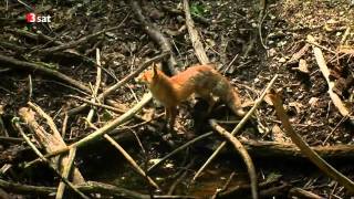 Der Prater  eine wilde Geschichte HD Doku [upl. by Hadrian]