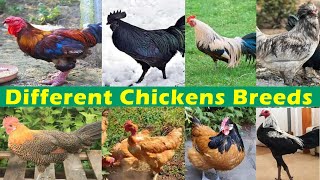 Different Chickens Breeds  Expensive Chicken Breed  Expensive Chicks [upl. by Olathe483]