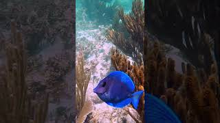 Snorkeling Akumal Mexico at Half Moon Bay [upl. by Resneps]