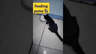 Puma super hungry youtubeshorts [upl. by Airdnala]