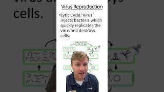 Lytic vs lysogenic cycles [upl. by Ahsikyw735]