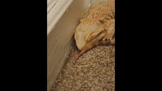 Matildas Surgery  Dealing with Prolapse in Bearded Dragons [upl. by Erialcyram]