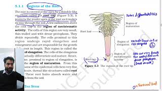 Morphology of flowering plants  Class 11th Biology NCERT chapter 5 line by line explanation [upl. by Nal946]