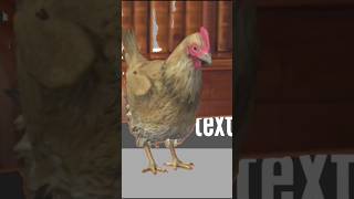 hen animation video  hen animal [upl. by Engel]