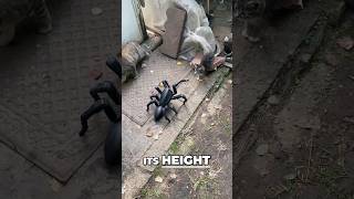 cats vs t8x cool robot spider 😎 shorts [upl. by Phelps]