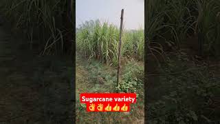 Sugarcane variety AurFactsk1b [upl. by Audette]