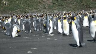 King Penguins Incubating Eggs on Their Feet [upl. by Seugirdor379]