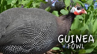 Guinea Fowl Sound the Alarm [upl. by Jenesia]