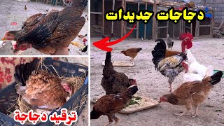 اجمل دجاجات شوكيات 🐔تكريك دجاجة  فحصت البيض 🥚 [upl. by Handel]