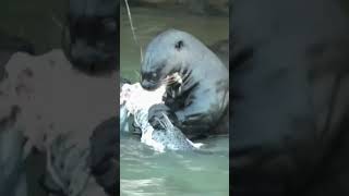 Giant River Otters can kill Anaconda amp Crocodile 🥶 [upl. by Acinhoj]