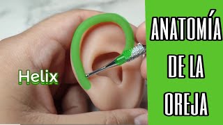 Auriculoterapia Anatomía de la oreja 👂✨ [upl. by Drageruaeb]