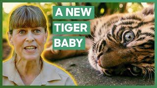 Terri Irwin Is Excited That Australia Zoo Is Getting A New Baby Tiger  Crikey Its The Irwins [upl. by Esilram494]