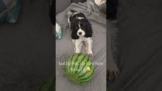 Cavalier King Charles Spaniel and watermelon [upl. by Raseta]