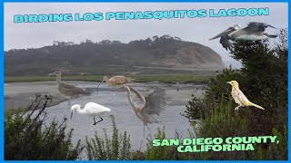 Birding Los Penasquitos Lagoon in San Diego County California [upl. by Itak106]