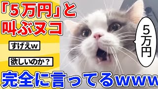 【2ch動物スレ総集編】「5万円」と鳴くヌコが面白すぎるｗｗｗｗｗ [upl. by Okomot]