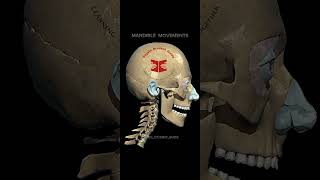 Spine amp Mandible Movements spine mandible anatomy [upl. by Dalohcin840]