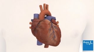 How the heart works  Bupa Health [upl. by Shirk]