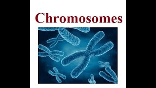 Chromosomes Structure  2024 [upl. by Heng]