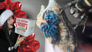 Merry CUTEmas Unwrapping T SELADONIA amp 6 JUMPING SPIDERS Phiddipus audax regius amp arizonensis [upl. by Dranek]