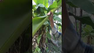 Cutting Banana Tree Branches organik agriculture safetyfirst amezing cuttingskills [upl. by Annairoc]