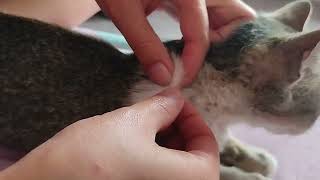 Banishing Bugs Removing Ticks and Fleas from Your Cat [upl. by Essyla934]