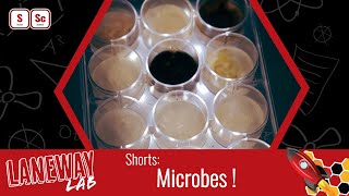 Laneway Lab Shorts Microbes [upl. by Kenrick47]