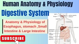 Anatomy amp Physiology of Esophagus StomachSmallampLarge Intestine IDigestive SystemIHAPI L3pharmacy [upl. by Ennayhs144]