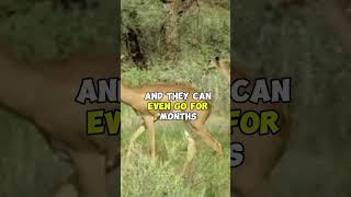 how to live gerenuk in the wild facts animals factdrizzles deer gerenuk  part 02 [upl. by Drida]