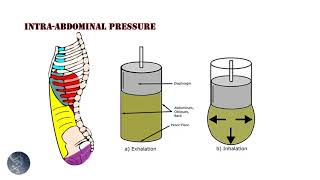 Breathing Intraabdominal pressure and the pelvic floor [upl. by Aittam928]