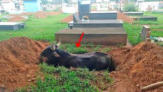 Bull Breaks into Funeral Enters Grave to Stop Owners Burial – Coffin Shakes Right After [upl. by Macgregor]