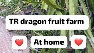 Dragon fruit at home [upl. by Aynna]