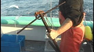 Releasing Sublegal Atlantic Cod in the Demersal Longline Fishery [upl. by Nabatse]