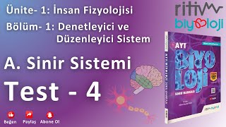 Test  4  İnsanda Sinir Sistemi  Merkezi Sinir Sistemi  Beyin Bölümleri  1 [upl. by Aztinaj645]