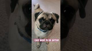 why Im called a pet 😆 dog pug cute funny fyp shorts cutedog funnyanimal pets [upl. by Ateuqram]