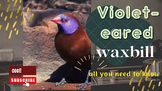 violeteared waxbill facts 🦜 common grenadier 🦜 found in drier land of Southern Africa [upl. by Yla]