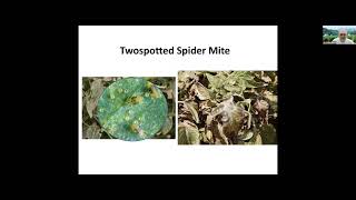 How to Manage Spider Mites in Tomatoes with Predatory Mites [upl. by Tahpos]