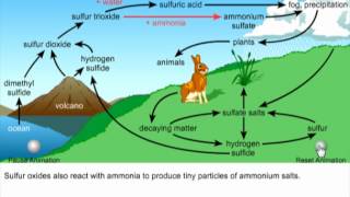 SULFUR CYCLE PRESENTATION [upl. by Whit779]