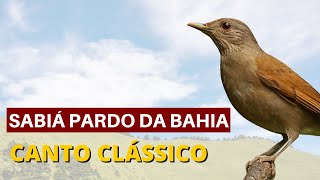 SABIÁ PARDO DA BAHIA CANTO CLASSICO  1 HORA [upl. by Onivag936]